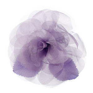 紫布花