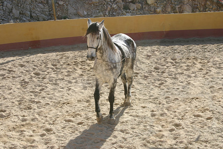 西班牙种马