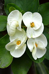 荆棘冠花 Euphorbia milli Desmoul
