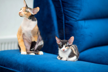 一只可爱的斯芬克斯混血小猫躺在她妈妈旁边的沙发上。