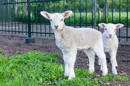 白色小栅栏摄影照片_站立在绿草的两只小的白色羊羔