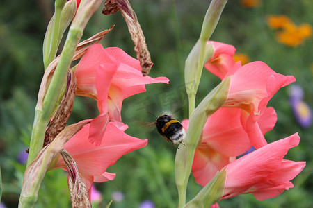 大红色的花摄影照片_粉红色唐菖蒲和大黄蜂的美丽花朵