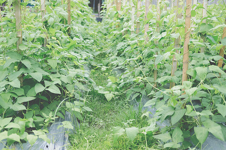 植物豌豆摄影照片_在农场种植豇豆植物