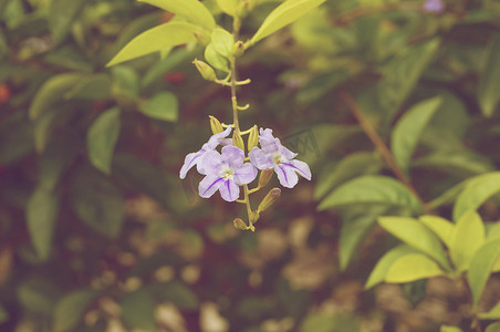 Duranta erecta 或天空花小紫​​色花卉复古