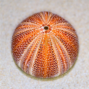 海胆或海胆壳
