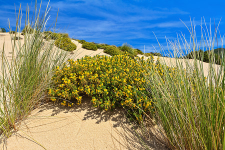 撒丁岛 - 开花的沙丘