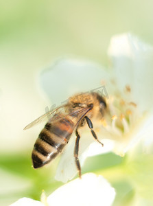 条纹蜜蜂坐在茉莉花上，倒在上面宏观摄影昆虫