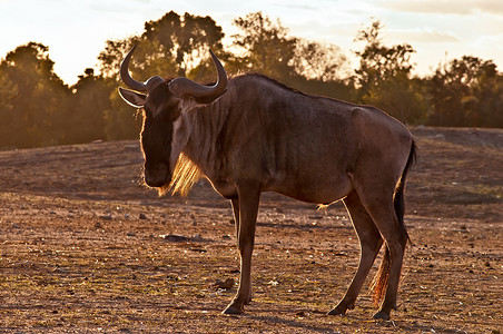 Gnu（消歧义）。