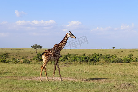 香港赛马摄影照片_美丽的长颈鹿在非洲的野性中。