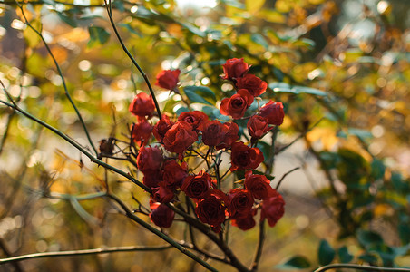 秋天公园里枯萎的灌木上长着花蕾的红玫瑰，秋天的花朵。