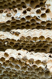 黄蜂巢背景