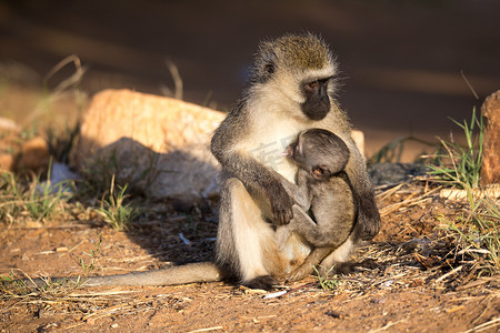 一只猴子抱着一只小猴子