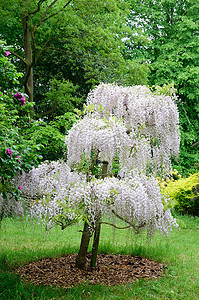 紫藤叶摄影照片_单紫藤树