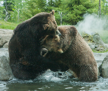 打架熊摄影照片_两只灰熊（棕熊）打架