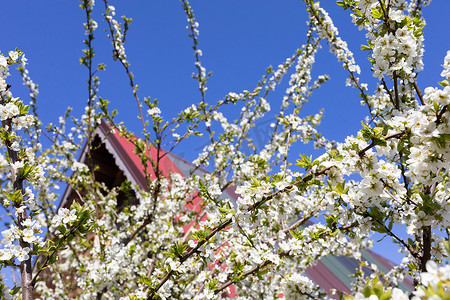 春天盛开的梅花与夏季地块上的独户住宅形成鲜明对比。