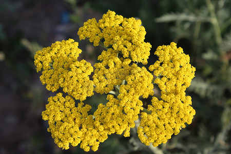 黄色西洋摄影照片_黄色开花的西洋蓍草 (Achillea millefolium)。