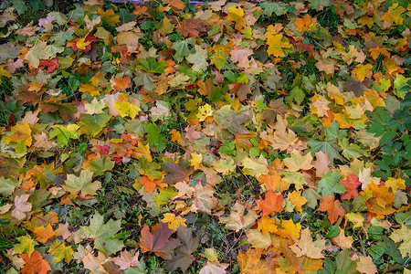 黄色、橙色和红色的九月秋枫叶落在美丽的秋季公园的地上。