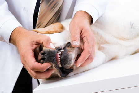 狗爪子摄影照片_兽医检查狗的牙齿