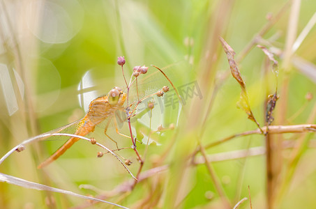 自然界中的蜻蜓宏