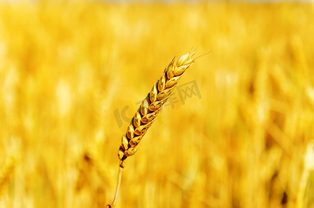 田野上的一粒金色麦子