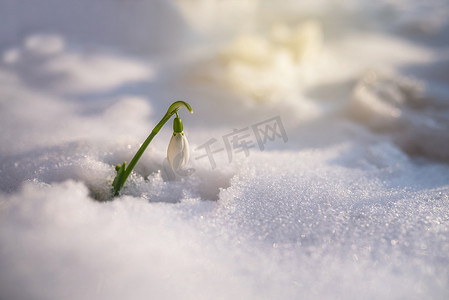 雪花莲和雪。