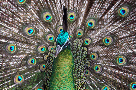 雄性绿孔雀 (Peacock) - Pavo muticus - 来自东南亚