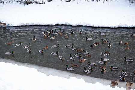 冬天，鸭子在城市公园的河里游泳。