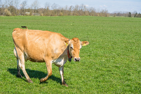 泽西牛在草地上行走