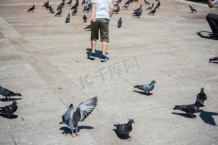 鸽群摄影照片_街头喂食的饥饿鸽群中的小孩