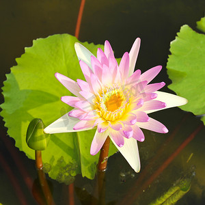 池塘里的睡莲或莲花。