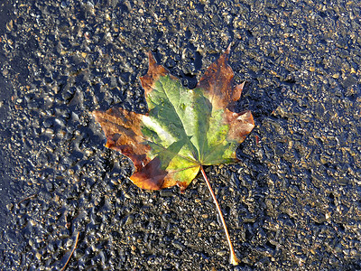 蓝色街道地板上的秋季彩色枫叶