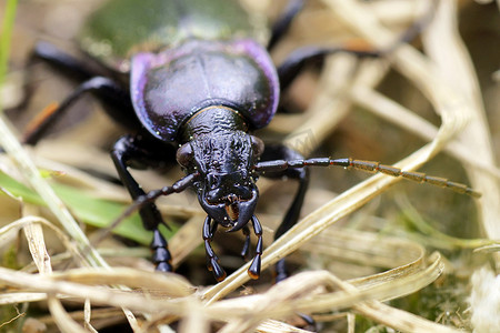 看昆虫摄影照片_看着相机的紫边甲虫