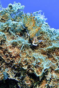 科普摄影照片_海蛞蝓，Nudibranch，Cabo Cope-Puntas del Calnegre 自然公园，西班牙