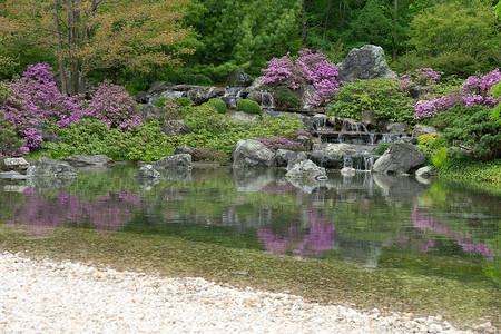 倒映在池塘中的盛开的日本花园