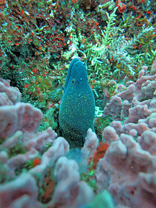 隐藏在海底珊瑚礁中的巨型海鳗，巴厘岛。