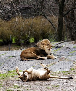猫打滚摄影照片_母狮为狮子打滚