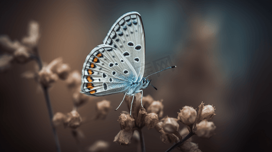 蓝白渐变边框摄影照片_蓝白相间的蝴蝶栖息在棕色的植物上
