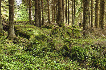原始森林摄影照片_原始森林 - HDR
