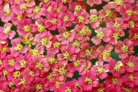 粉色黄色西洋蓍草 Achillea 花