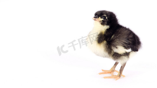 小鸡新生农场鸡站在白色 Australorp 品种