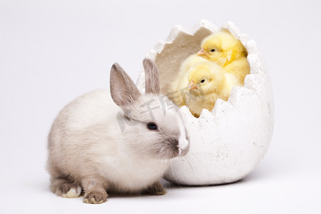 复活节小鸡和兔子在桌子上