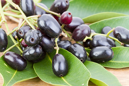 Jambolan plum 或 Java plum Syzygium cumini (L) Skeels。