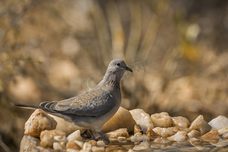 南非克鲁格国家公园的笑鸽