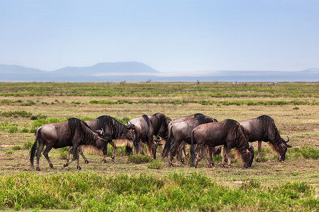 角马群，非洲大草原上的 Gnu