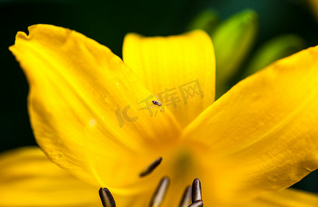 与微小的蜘蛛的开花的黄色百合花