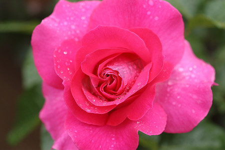 有水滴的桃红色玫瑰花卉植物