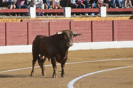中的战斗机摄影照片_在西班牙斗牛中捕获一头勇敢的公牛的形象