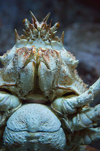帝王蟹摄影照片_螃蟹在水槽里游泳