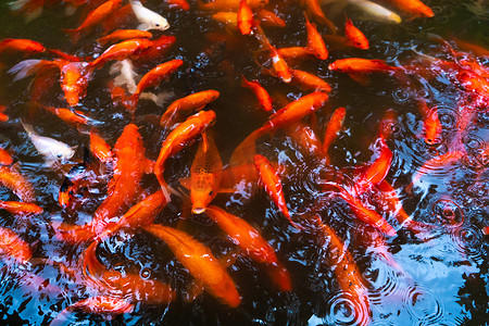 一群日本红鲤鱼在池塘里。