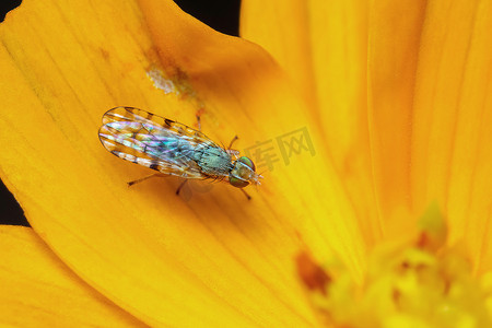 花朵上的摄影照片_自然背景下黄色花朵上的斑翅蝇幼虫（Neotephritis finalis）图像。
